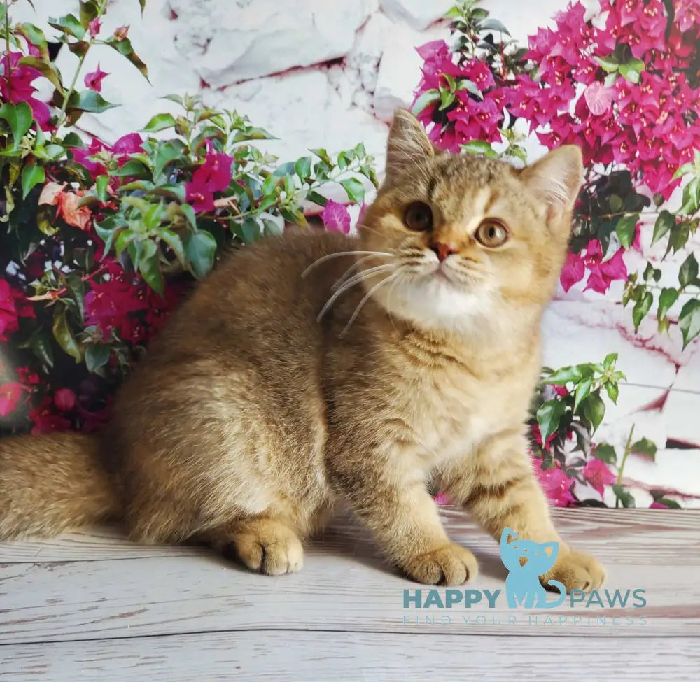 Vita British Shorthair female chocolate tortie golden shaded live animals