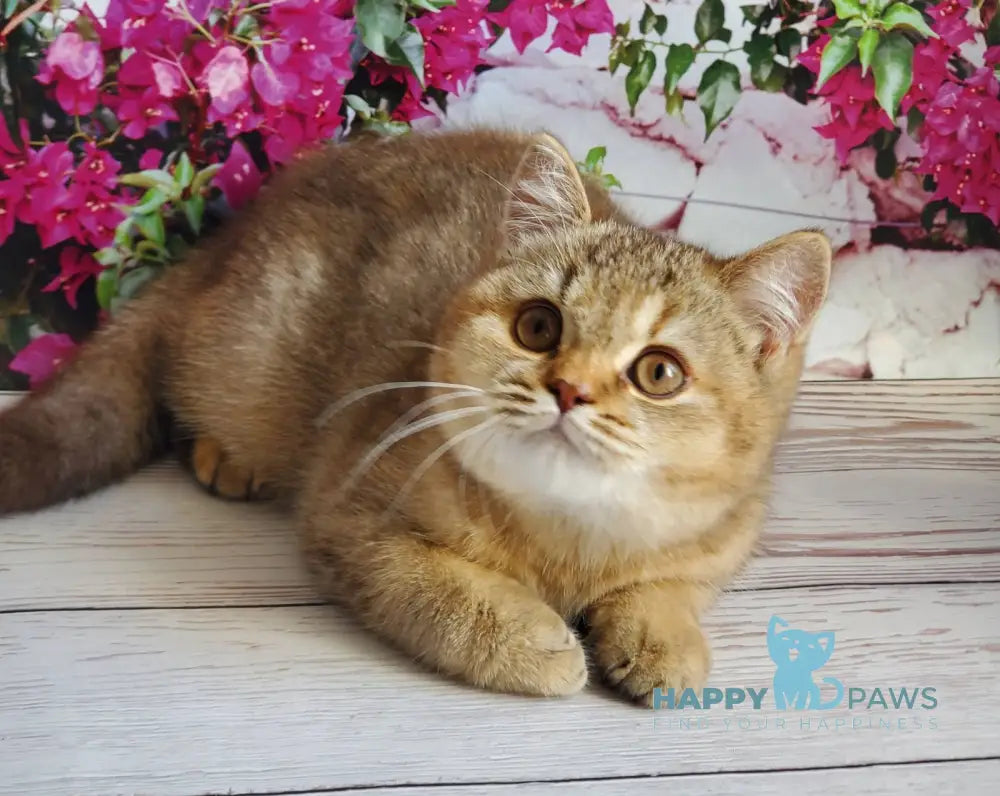 Vita British Shorthair female chocolate tortie golden shaded live animals