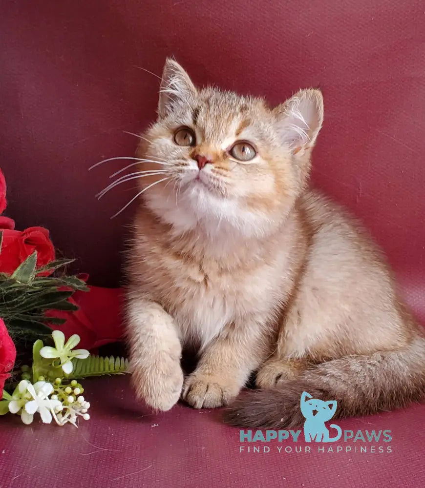 Vita British Shorthair female chocolate tortie golden shaded live animals