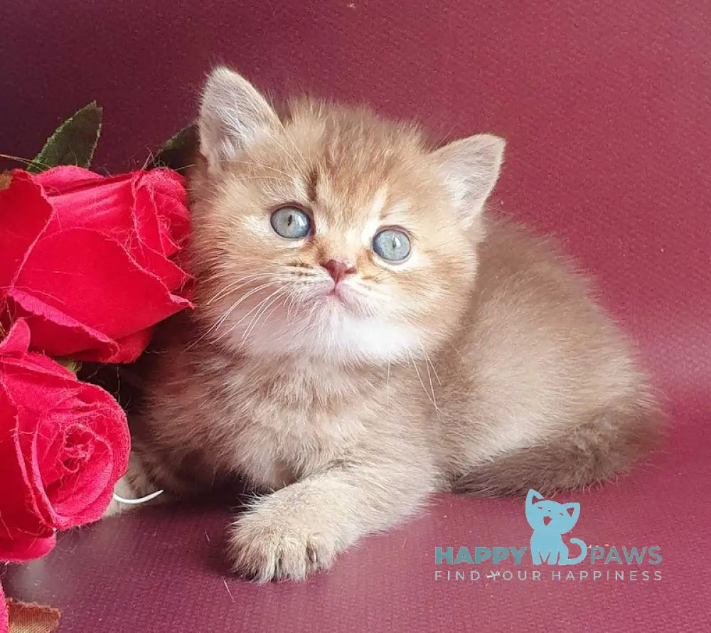 Vita British Shorthair female chocolate tortie golden shaded live animals