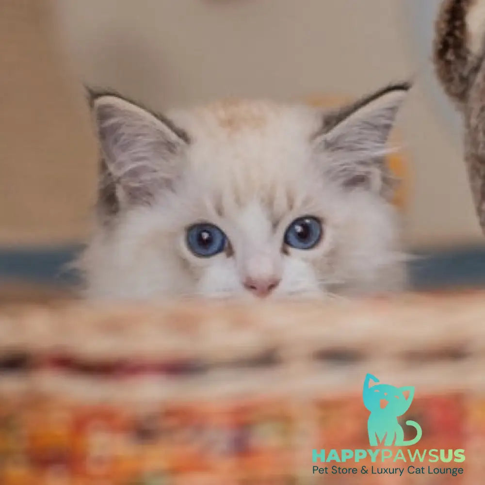 Vita Ragdoll female seal lynx bicolour - live animals