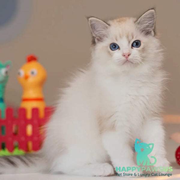 Vita Ragdoll female seal lynx bicolour - live animals