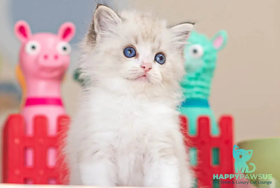 Vita Ragdoll female seal lynx bicolour - live animals