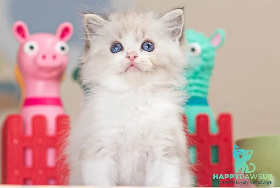 Vita Ragdoll female seal lynx bicolour - live animals