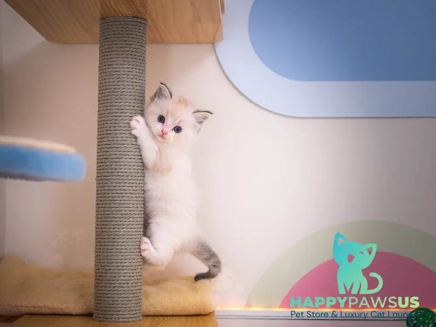 Vita Ragdoll female seal lynx bicolour - live animals