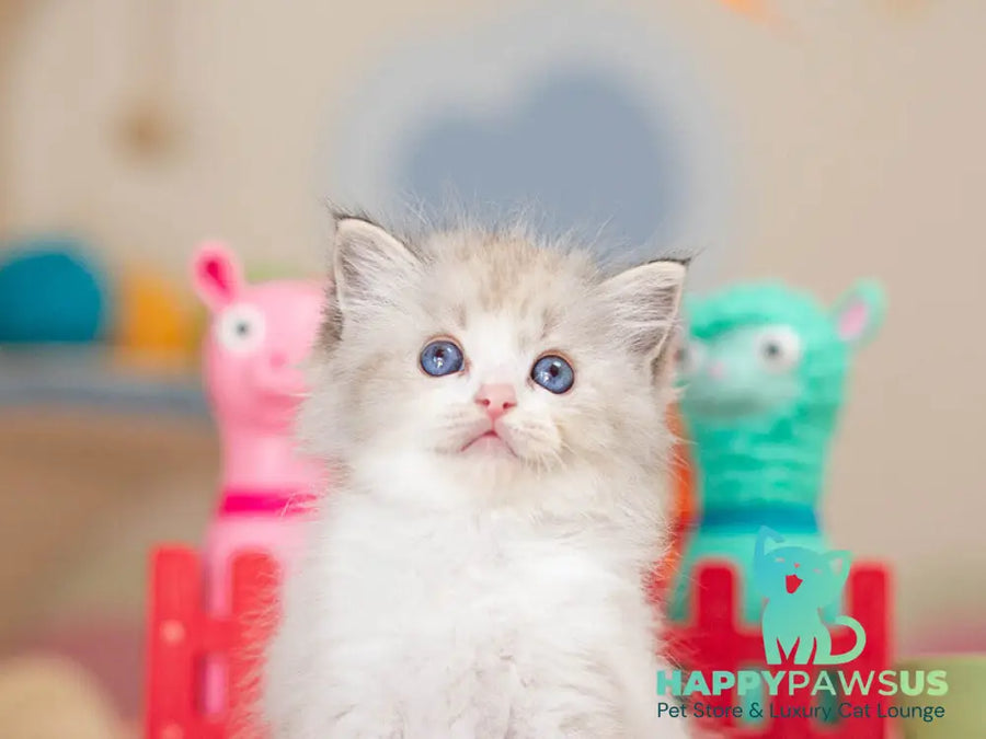 Vita Ragdoll female seal lynx bicolour - live animals