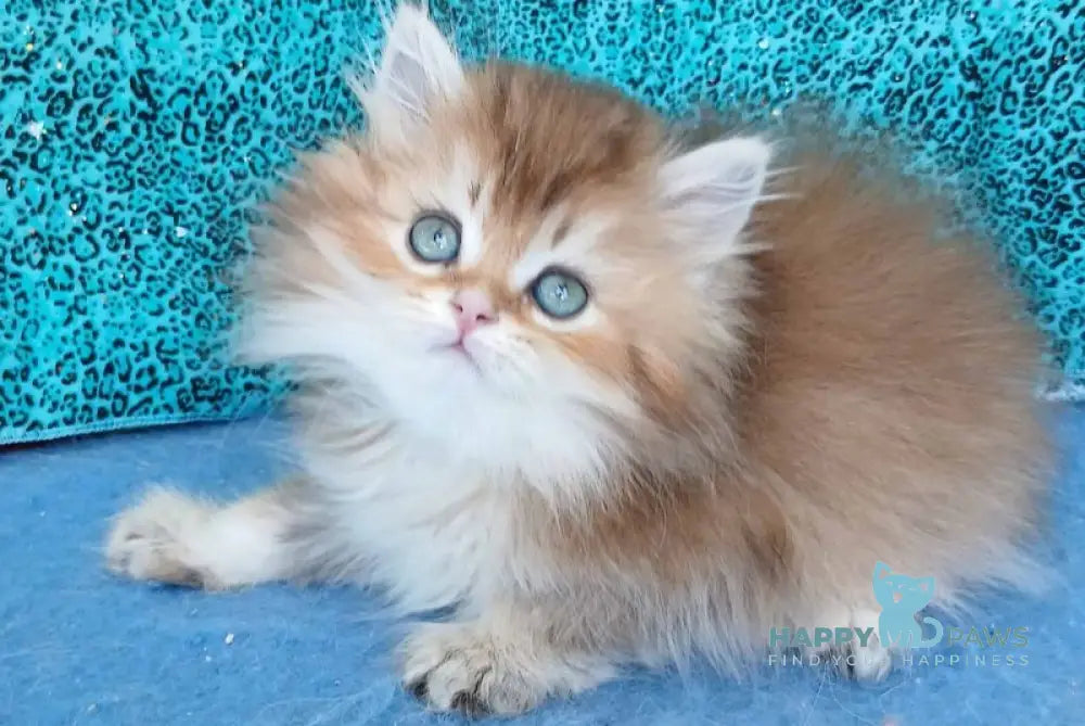 Vitas British Longhair female black golden ticked tabby live animals