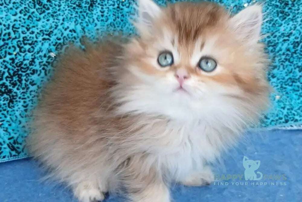 Vitas British Longhair female black golden ticked tabby live animals
