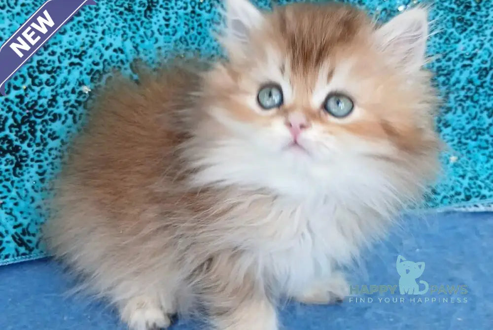 Vitas British Longhair female black golden ticked tabby live animals