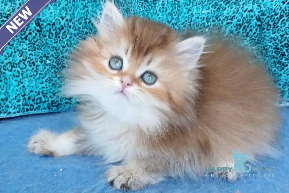Vitas British Longhair female black golden ticked tabby live animals