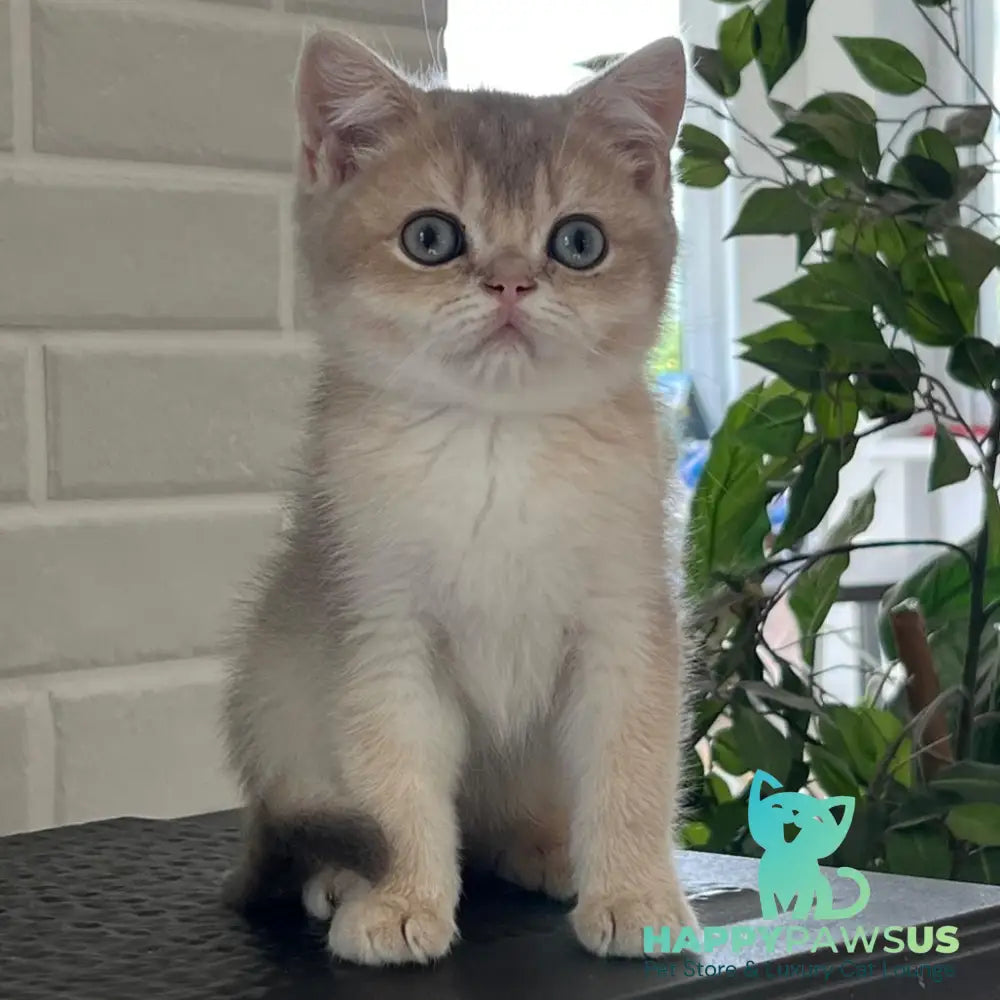 Vitas British Shorthair male blue golden shaded - live animals