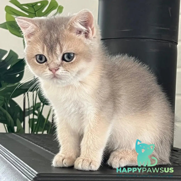 Vitas British Shorthair male blue golden shaded - live animals