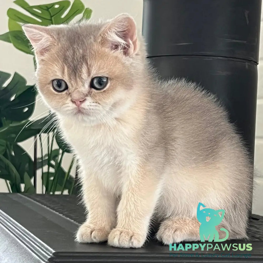 Vitas British Shorthair male blue golden shaded - live animals