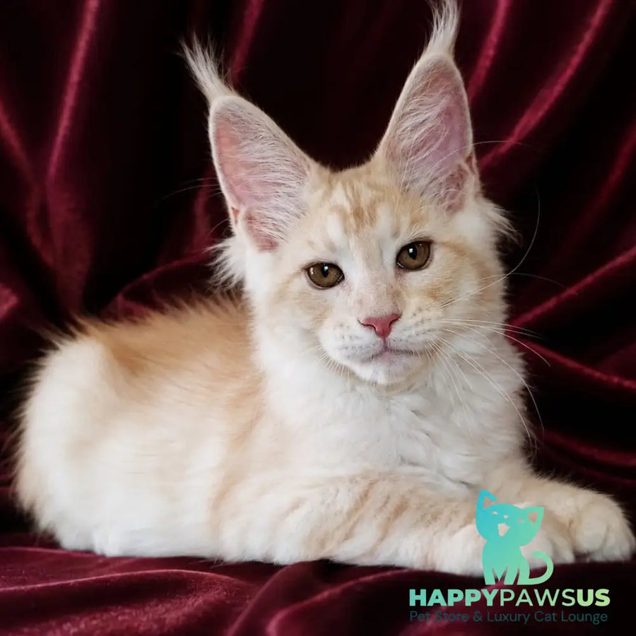 Vitas Maine Coon male red silver tabby - live animals