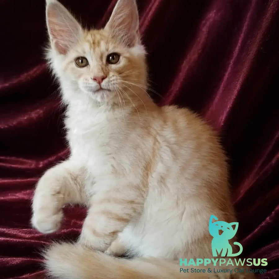Vitas Maine Coon male red silver tabby - live animals