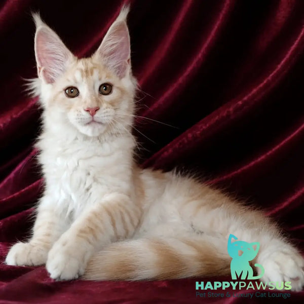 Vitas Maine Coon male red silver tabby - live animals