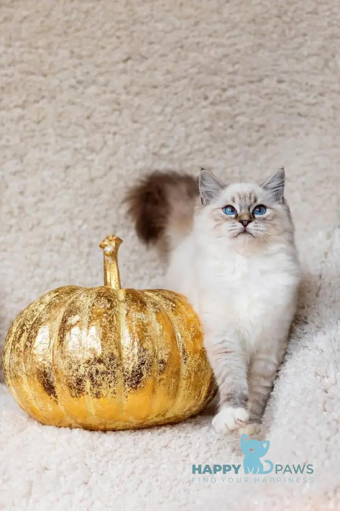 Vitek Ragdoll male seal tabby mitted live animals