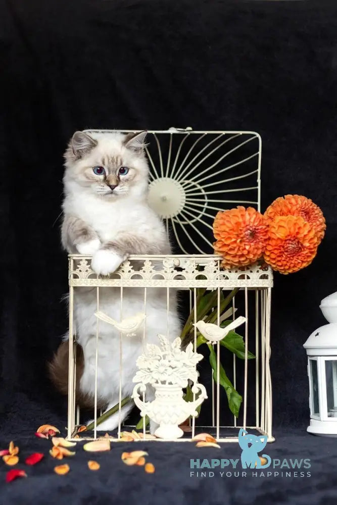 Vitek Ragdoll male seal tabby mitted live animals