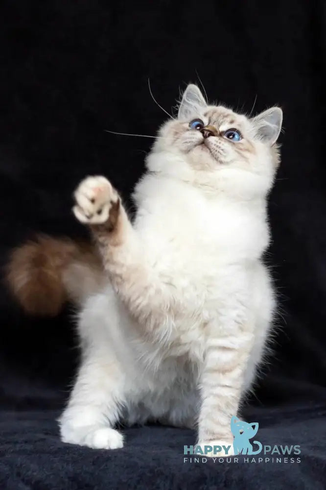 Vitek Ragdoll male seal tabby mitted live animals