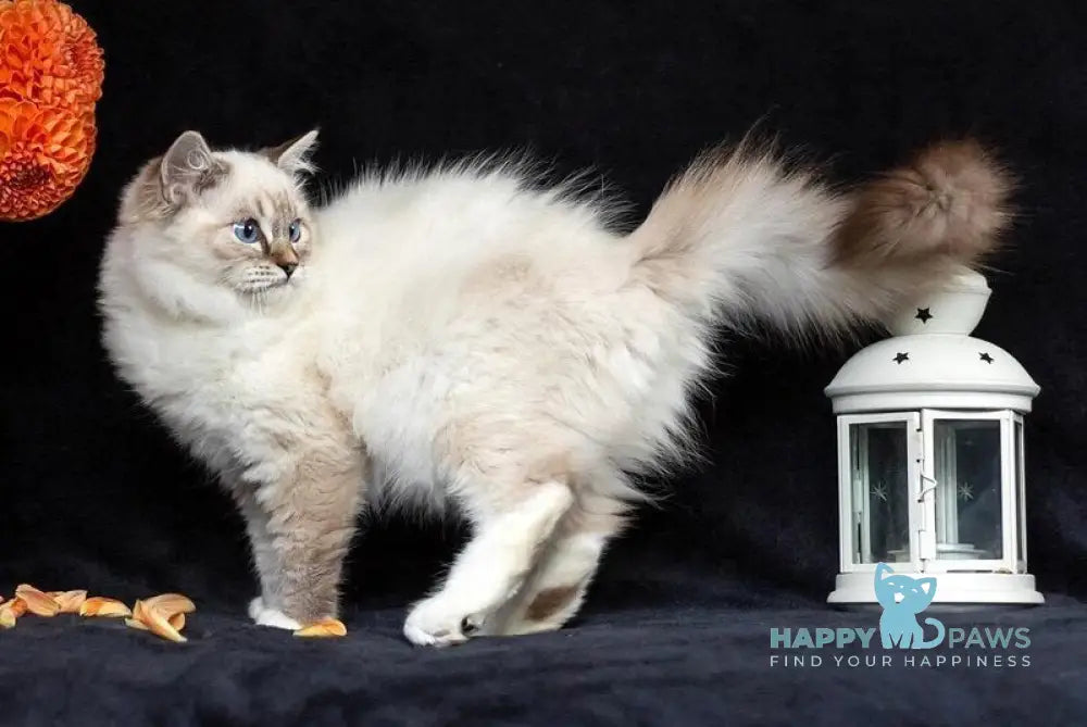 Vitek Ragdoll male seal tabby mitted live animals