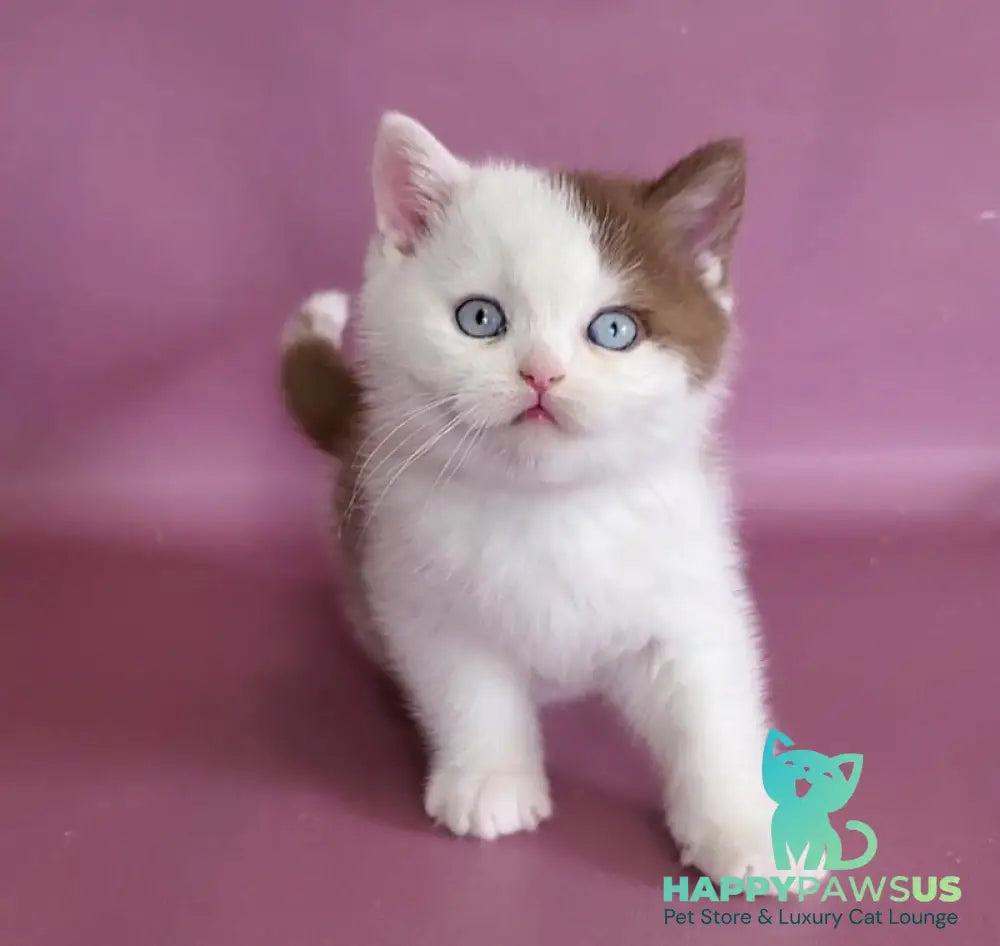 Vito British Shorthair male cinnamon bicolour - live animals