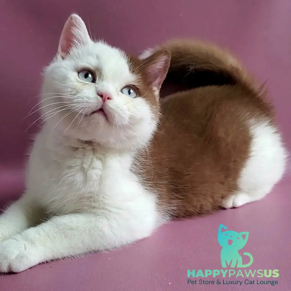 Vito British Shorthair male cinnamon bicolour - live animals