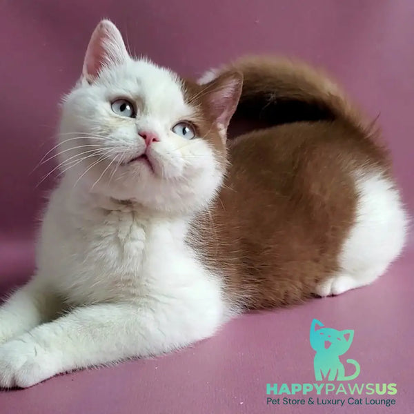 Vito British Shorthair male cinnamon bicolour - live animals