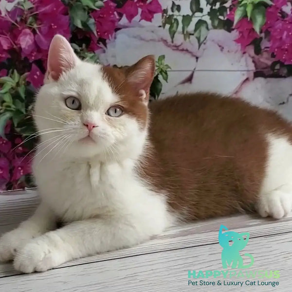 Vito British Shorthair male cinnamon bicolour - live animals