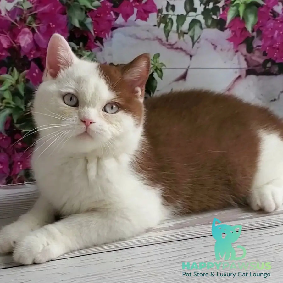 Vito British Shorthair male cinnamon bicolour - live animals