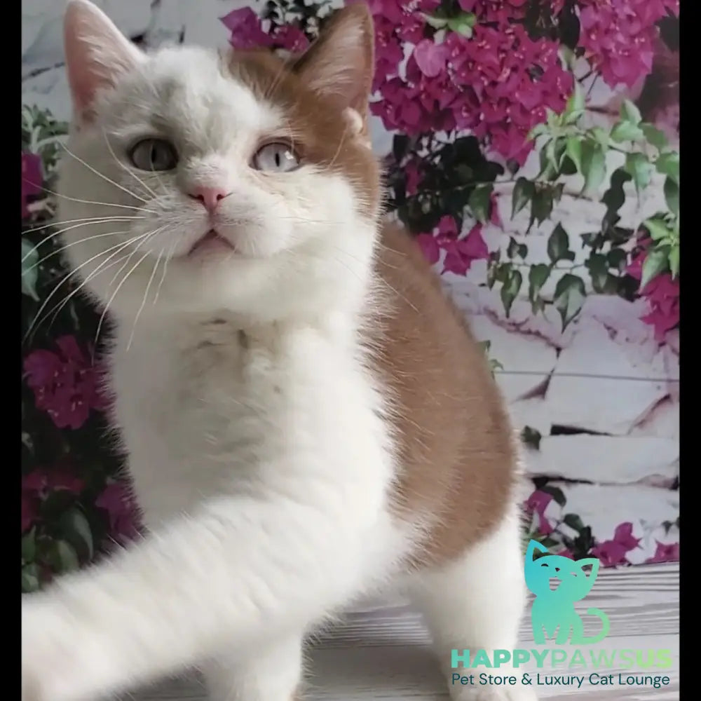 Vito British Shorthair male cinnamon bicolour - live animals