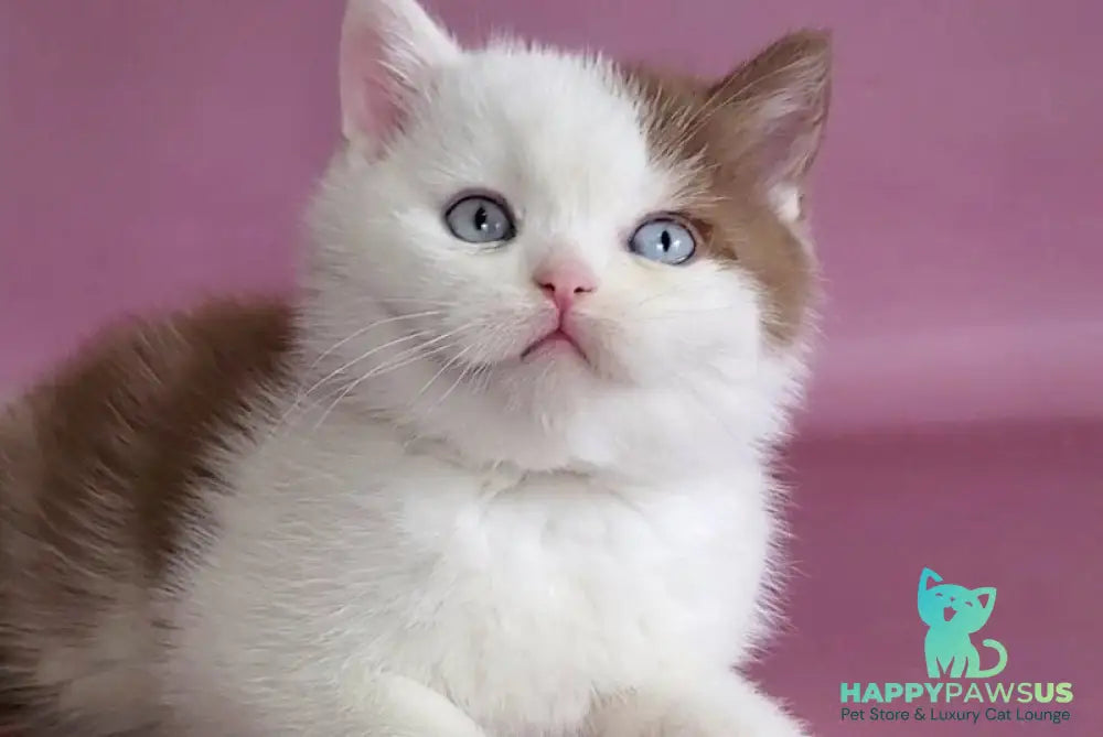 Vito British Shorthair male cinnamon bicolour - live animals