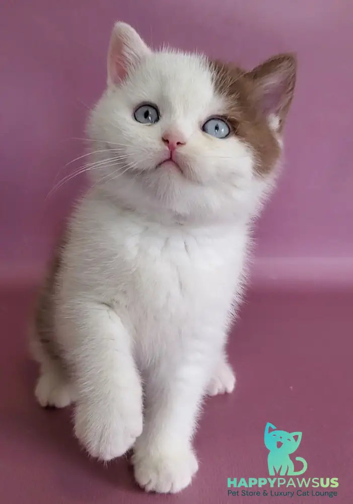 Vito British Shorthair male cinnamon bicolour - live animals