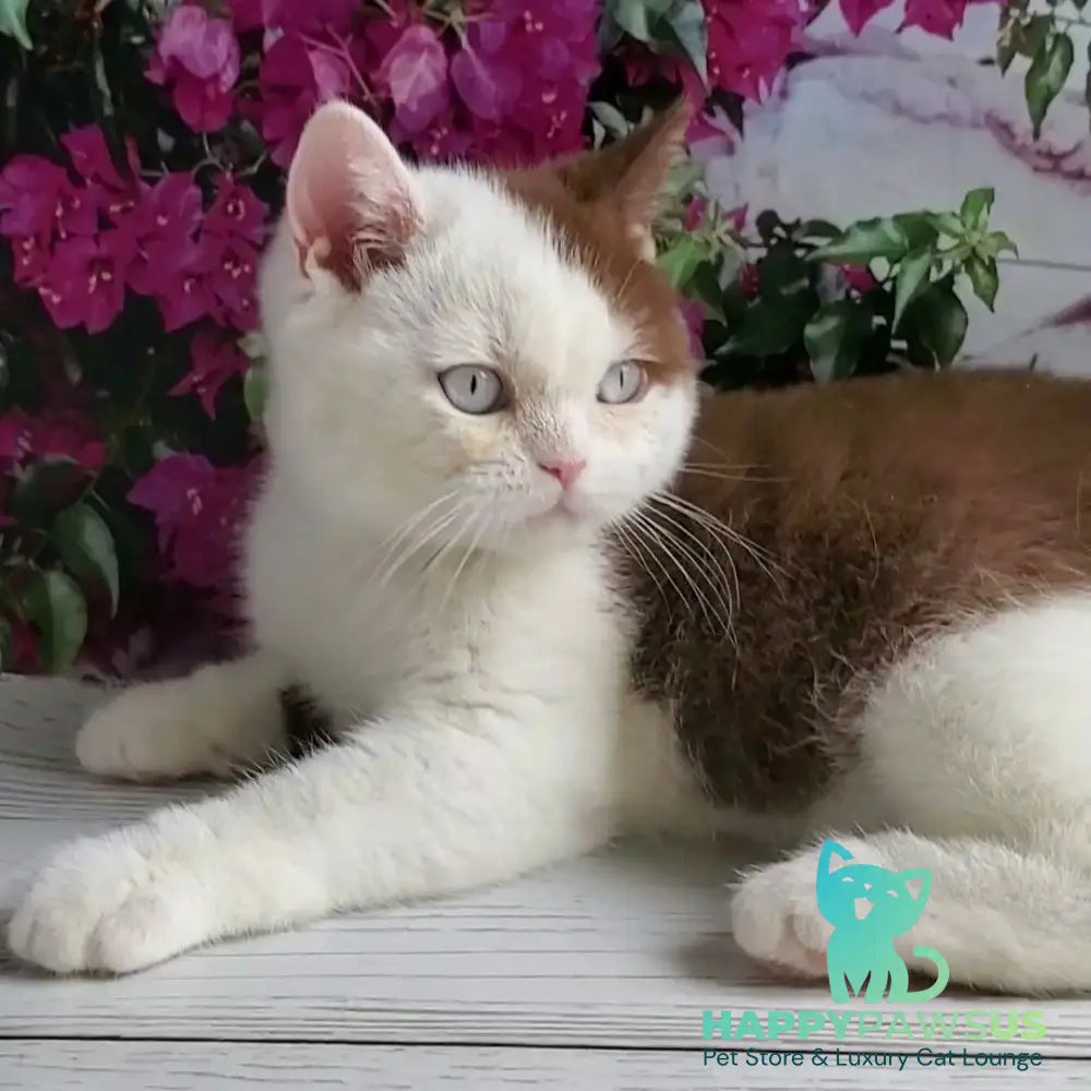 Vito British Shorthair male cinnamon bicolour - live animals