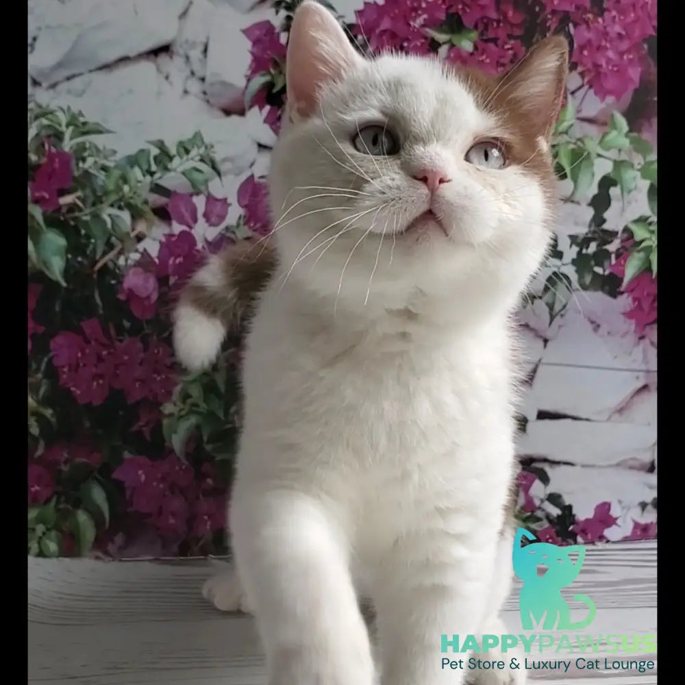 Vito British Shorthair male cinnamon bicolour - live animals