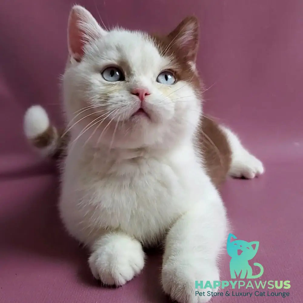 Vito British Shorthair male cinnamon bicolour - live animals