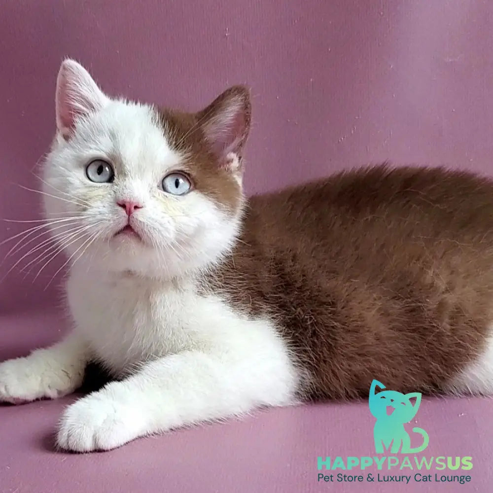 Vito British Shorthair male cinnamon bicolour - live animals