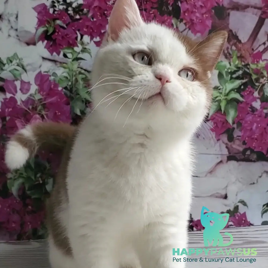 Vito British Shorthair male cinnamon bicolour - live animals