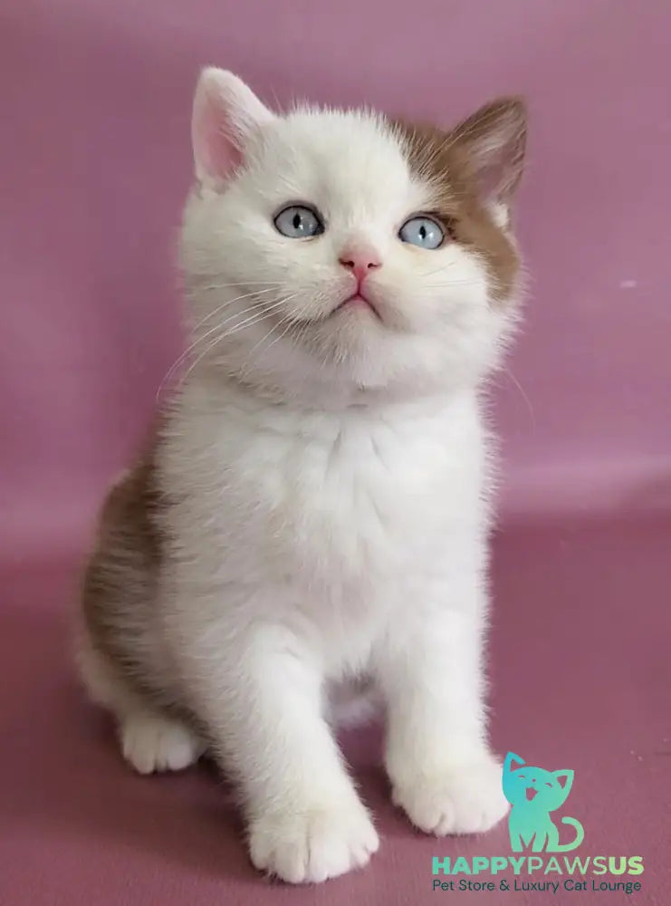 Vito British Shorthair male cinnamon bicolour - live animals
