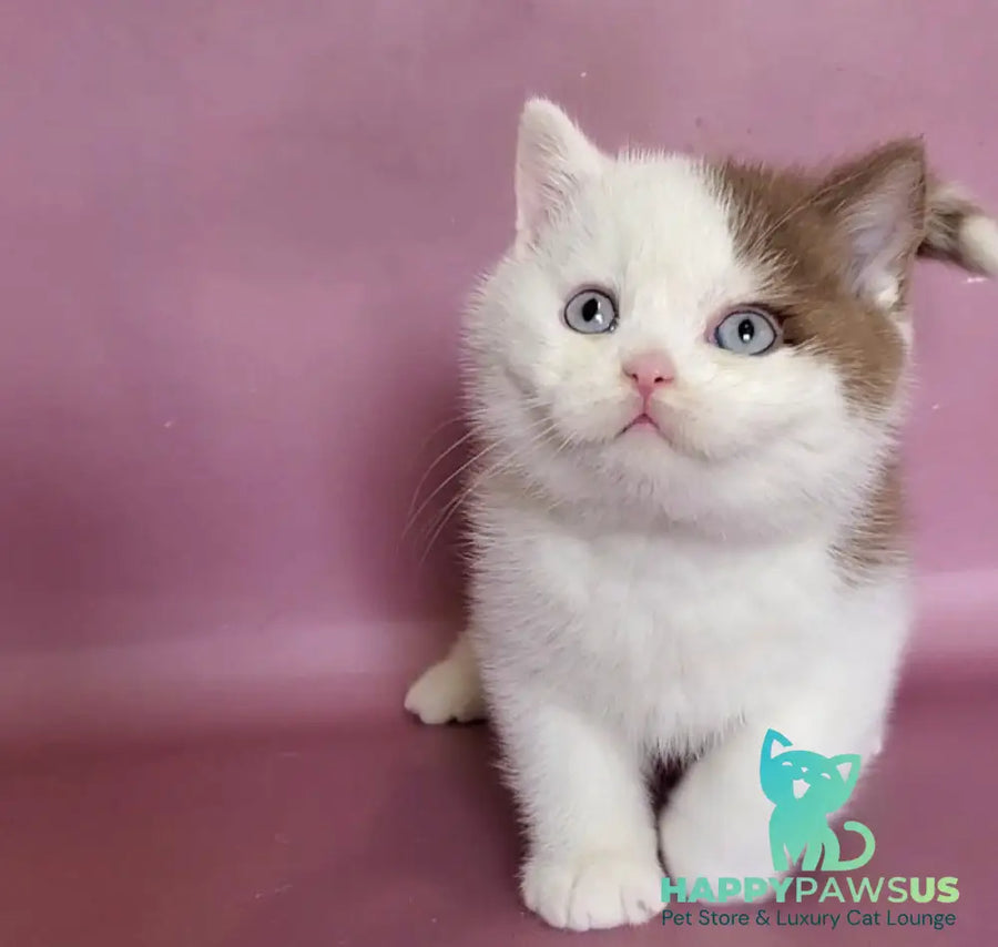 Vito British Shorthair male cinnamon bicolour - live animals