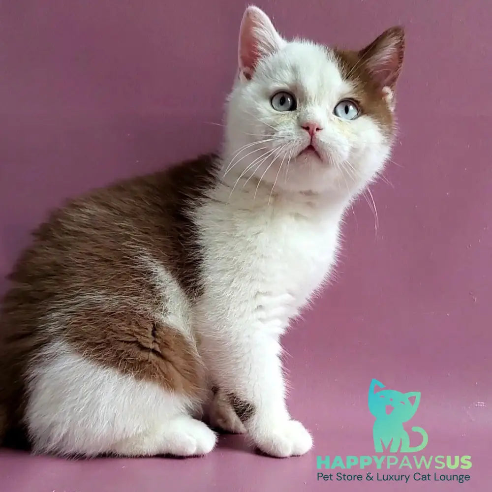 Vito British Shorthair male cinnamon bicolour - live animals