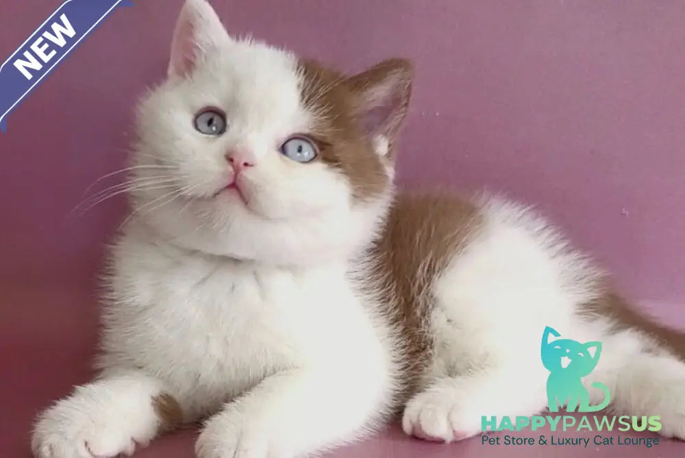 Vito British Shorthair male cinnamon bicolour - live animals