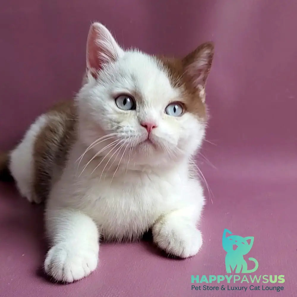 Vito British Shorthair male cinnamon bicolour - live animals