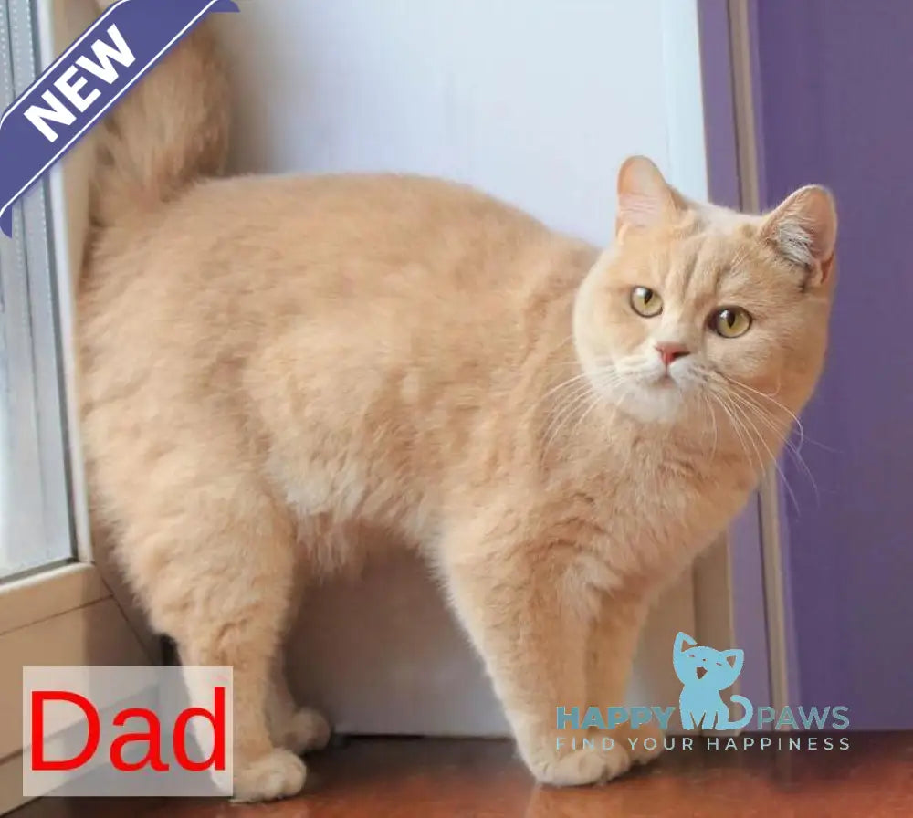 Vito British Shorthair male lilac golden shaded live animals