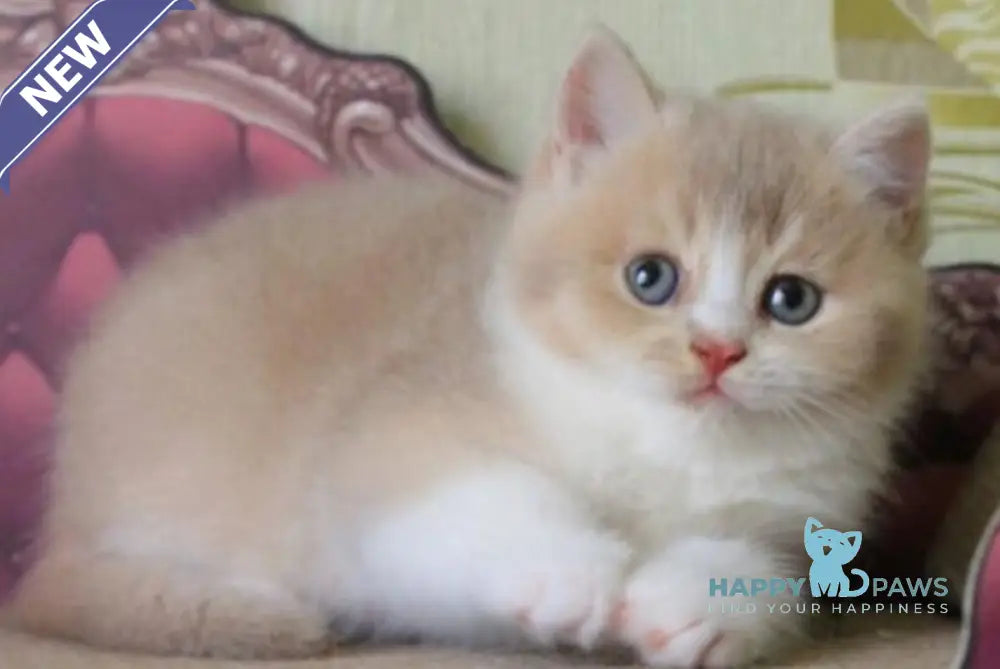Vito British Shorthair male lilac golden shaded live animals