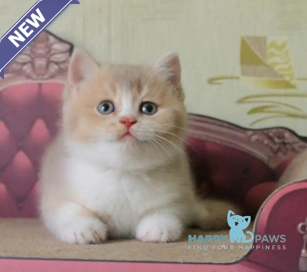 Vito British Shorthair male lilac golden shaded live animals