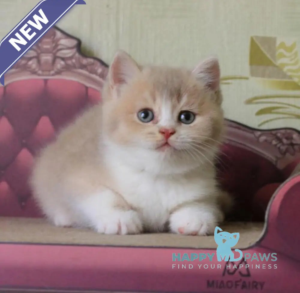 Vito British Shorthair male lilac golden shaded live animals