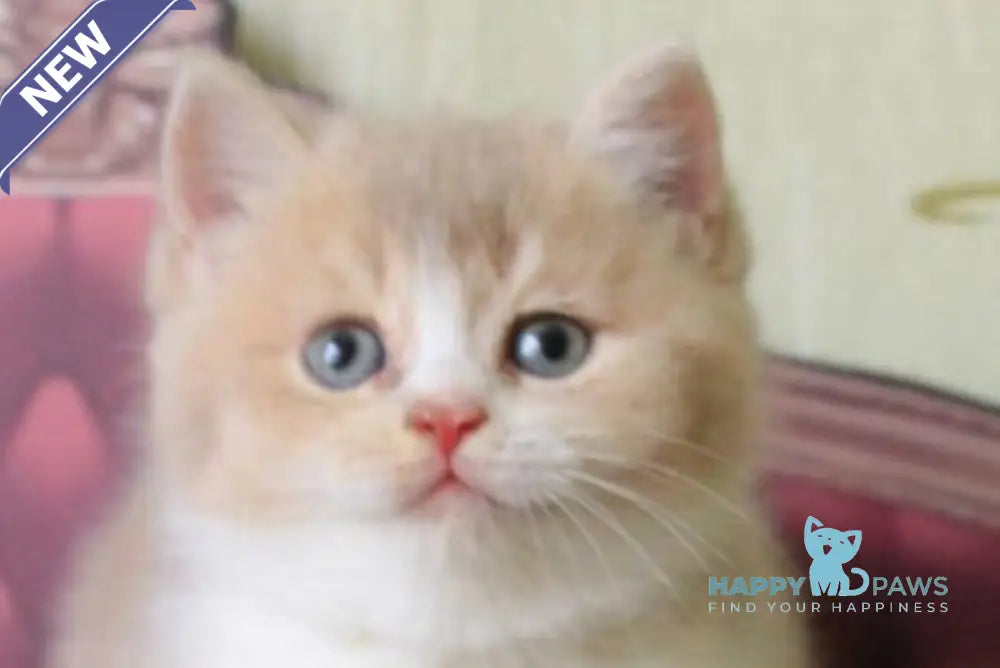 Vito British Shorthair male lilac golden shaded live animals