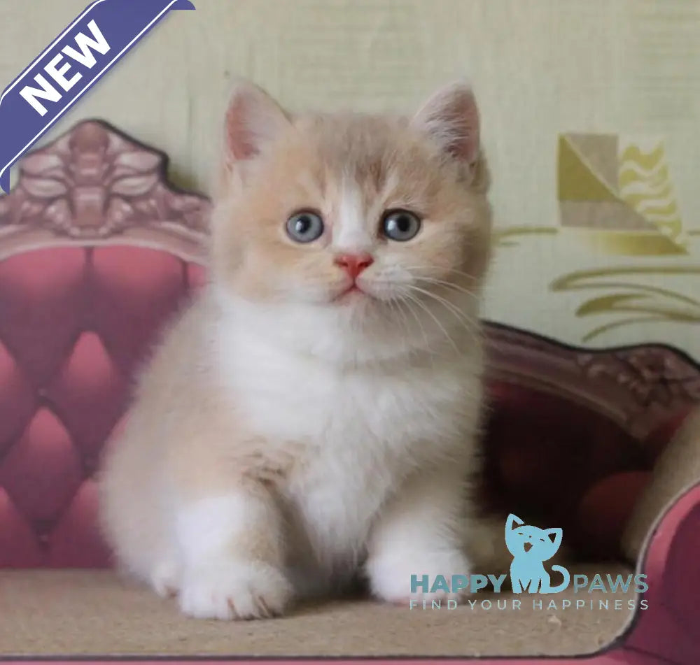 Vito British Shorthair male lilac golden shaded live animals