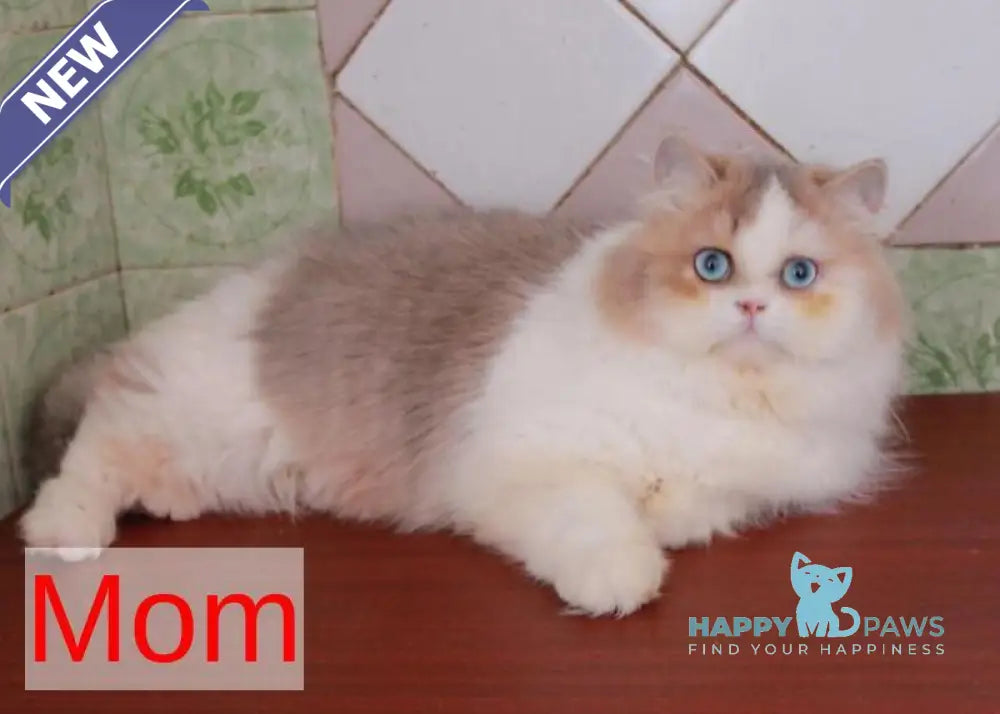 Vito British Shorthair male lilac golden shaded live animals