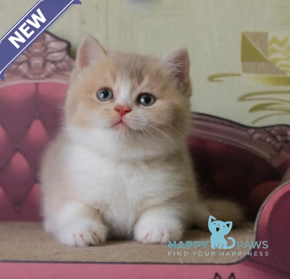 Vito British Shorthair male lilac golden shaded live animals